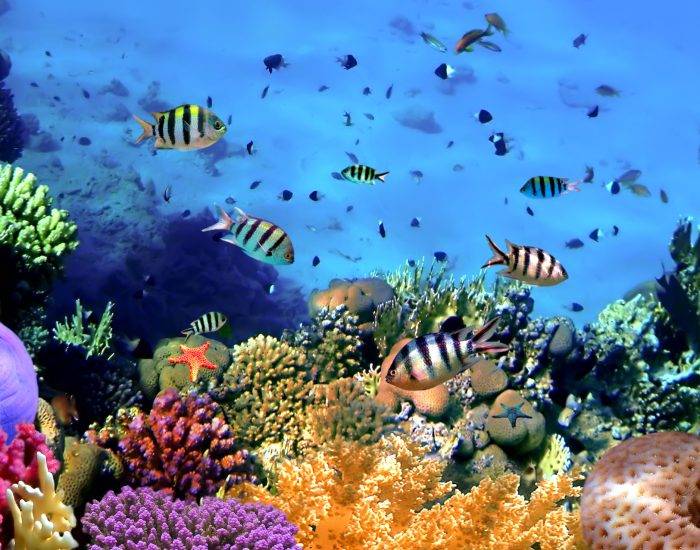 Corals reef